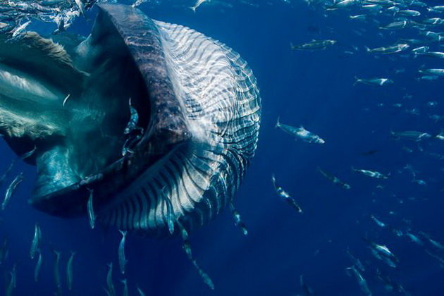 Picture 4 of The least known close-up picture of the whale in the world