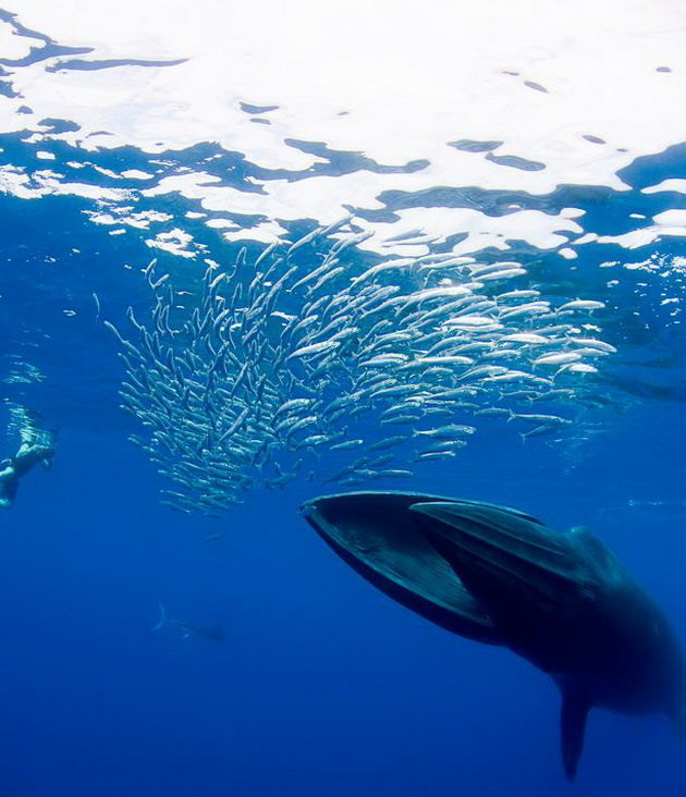 Picture 6 of The least known close-up picture of the whale in the world
