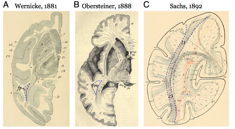 Picture 3 of The least known parts of the human body