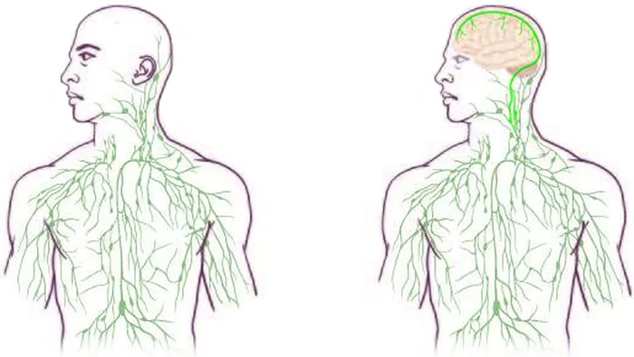 Picture 5 of The least known parts of the human body