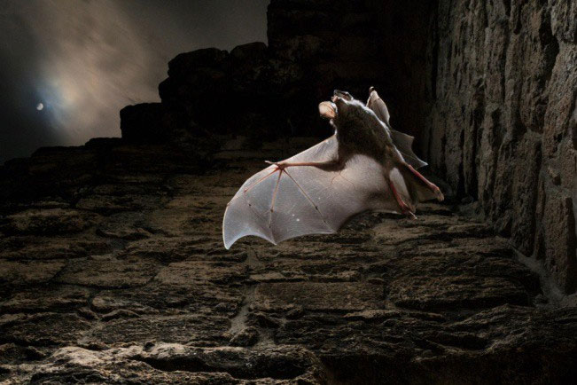 Picture 1 of The legend of bats 'vampires' eat raw Mayan flesh