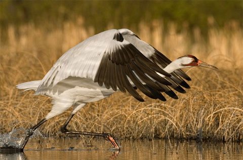 Picture 1 of The life of a crane
