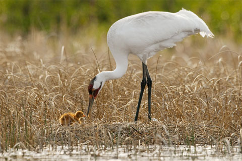 Picture 2 of The life of a crane