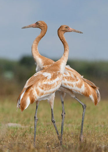 Picture 3 of The life of a crane