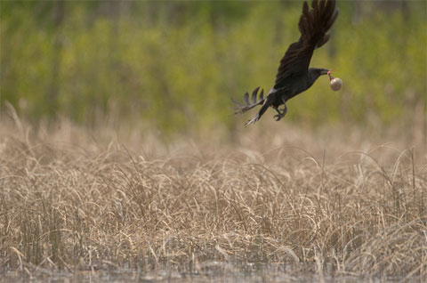 Picture 4 of The life of a crane