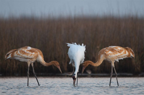 Picture 6 of The life of a crane