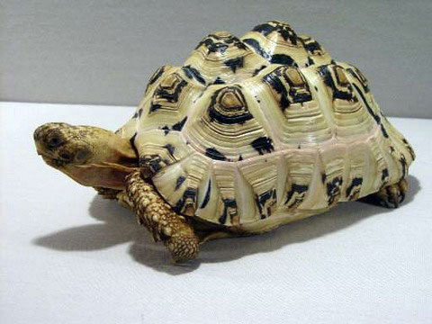 Picture 1 of The 'lilies' in the turtle world