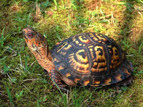 Picture 10 of The 'lilies' in the turtle world