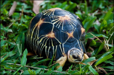 Picture 11 of The 'lilies' in the turtle world