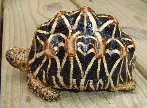 Picture 2 of The 'lilies' in the turtle world
