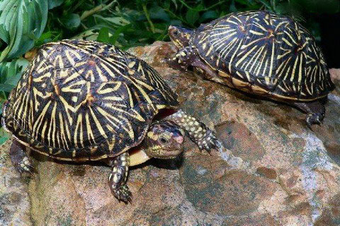 Picture 3 of The 'lilies' in the turtle world
