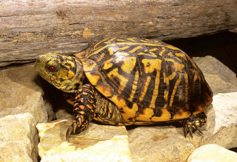 Picture 4 of The 'lilies' in the turtle world