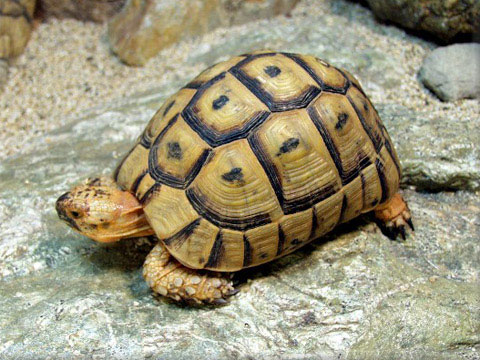 Picture 5 of The 'lilies' in the turtle world
