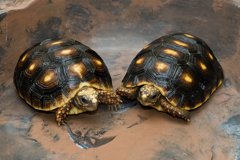 Picture 6 of The 'lilies' in the turtle world