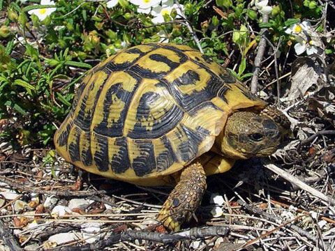 Picture 7 of The 'lilies' in the turtle world
