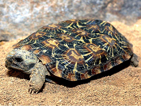 Picture 8 of The 'lilies' in the turtle world