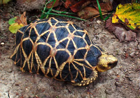 Picture 9 of The 'lilies' in the turtle world