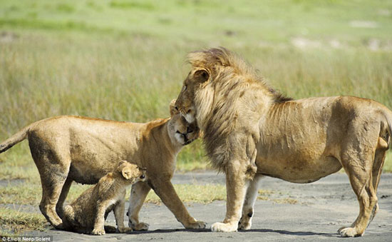 Picture 4 of The lion child risked his argument against his parents