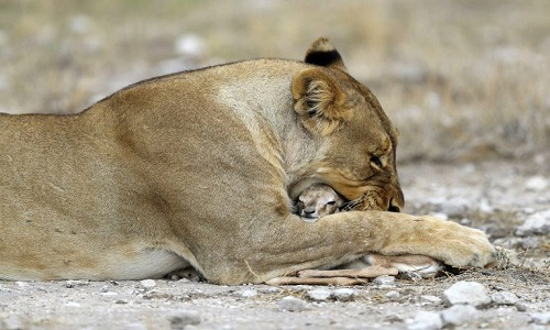 Picture 1 of The lion loses her cuddle and caresses