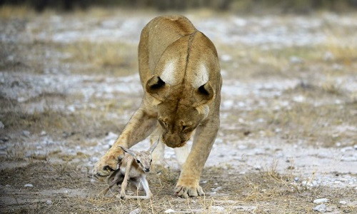 Picture 2 of The lion loses her cuddle and caresses