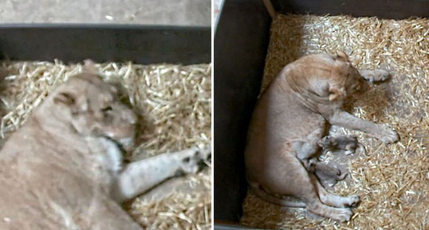 Picture 1 of The lion mother eats his child: Why is 'Tiger not eating children' but lion do so?