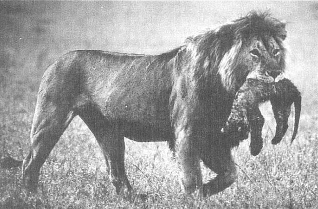 Picture 2 of The lion mother eats his child: Why is 'Tiger not eating children' but lion do so?