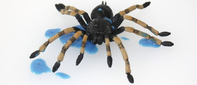 Picture 3 of The little things people know about spiders