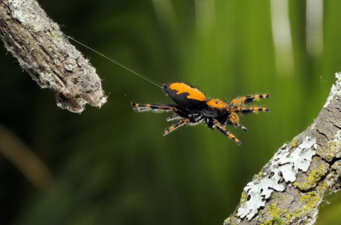 Picture 4 of The little things people know about spiders