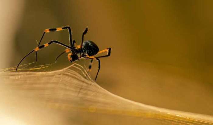 Picture 5 of The little things people know about spiders