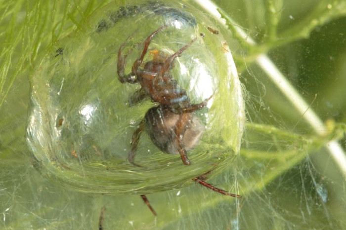 Picture 6 of The little things people know about spiders