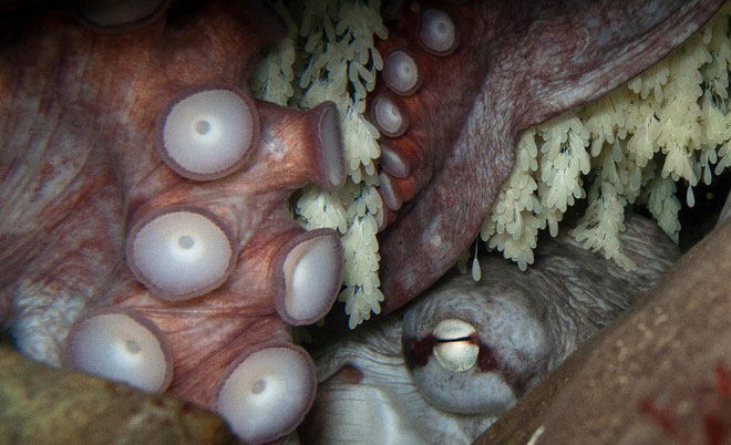 Picture 1 of The little-known dark secret of the octopus has now been discovered by science