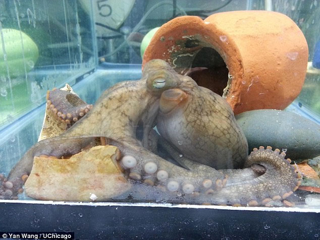 Picture 2 of The little-known dark secret of the octopus has now been discovered by science