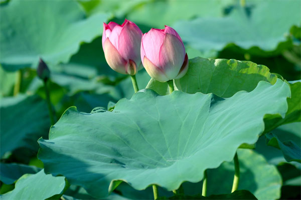 Picture 2 of The little-known use of lotus and lotus leaves