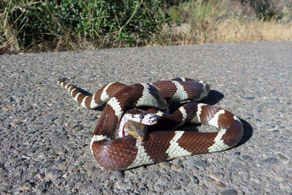Picture 2 of The lizard swallowed in the stomach still stuck its head into a snake's bite