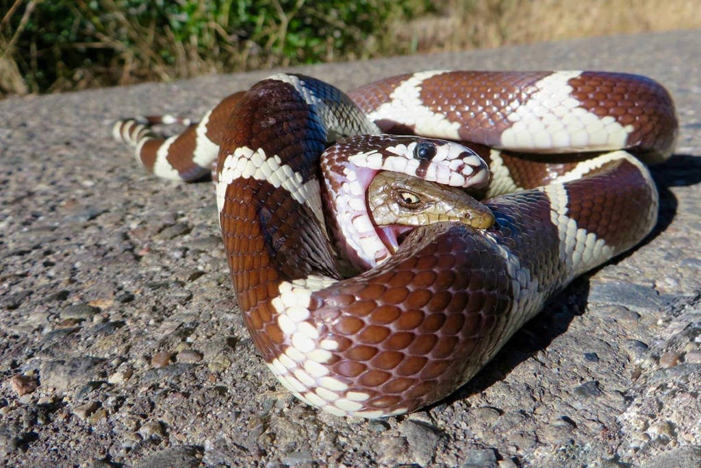 Picture 3 of The lizard swallowed in the stomach still stuck its head into a snake's bite