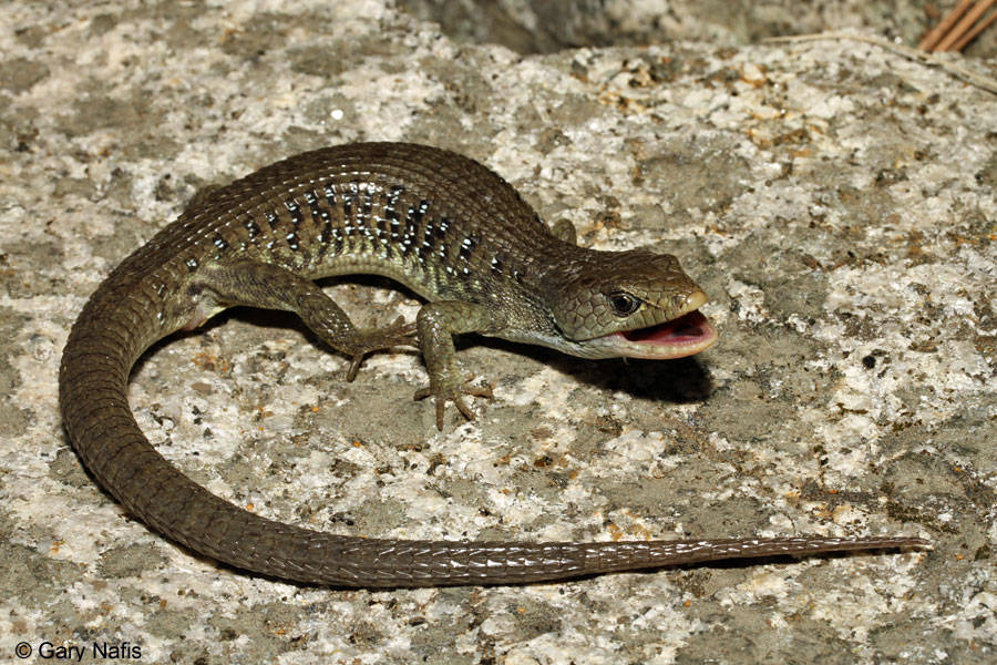 Picture 4 of The lizard swallowed in the stomach still stuck its head into a snake's bite