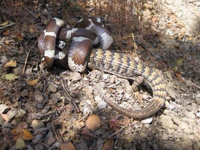 Picture 5 of The lizard swallowed in the stomach still stuck its head into a snake's bite