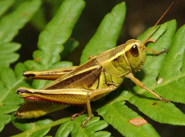 Picture 1 of The locust's love changes because of the noise