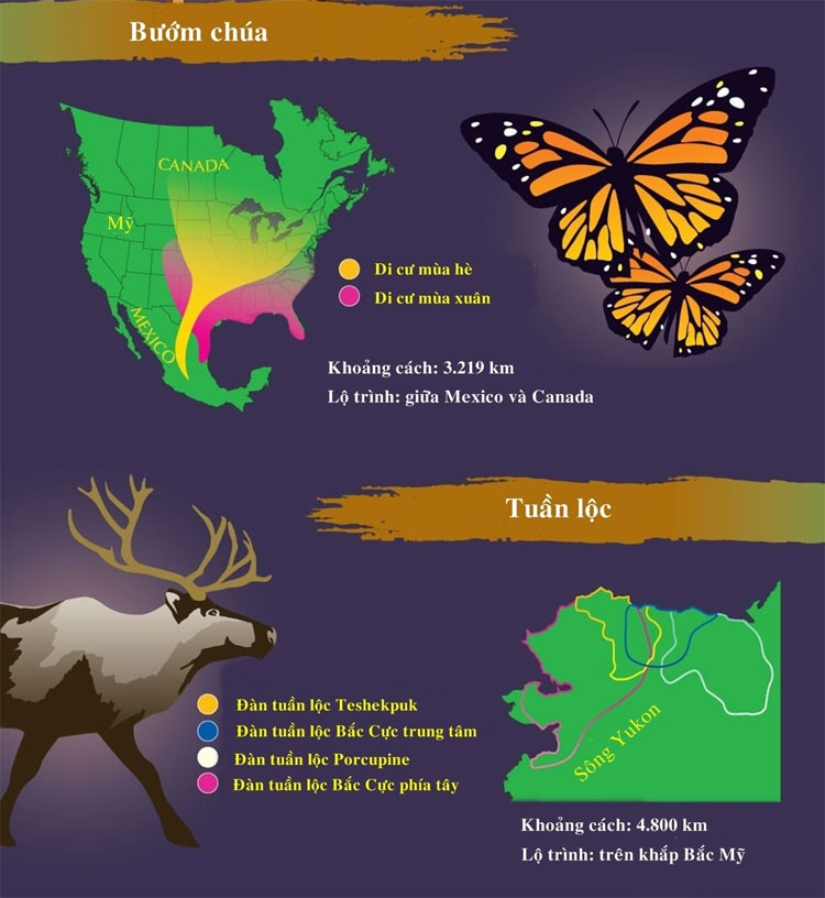 Picture 2 of The longest migratory animals in nature