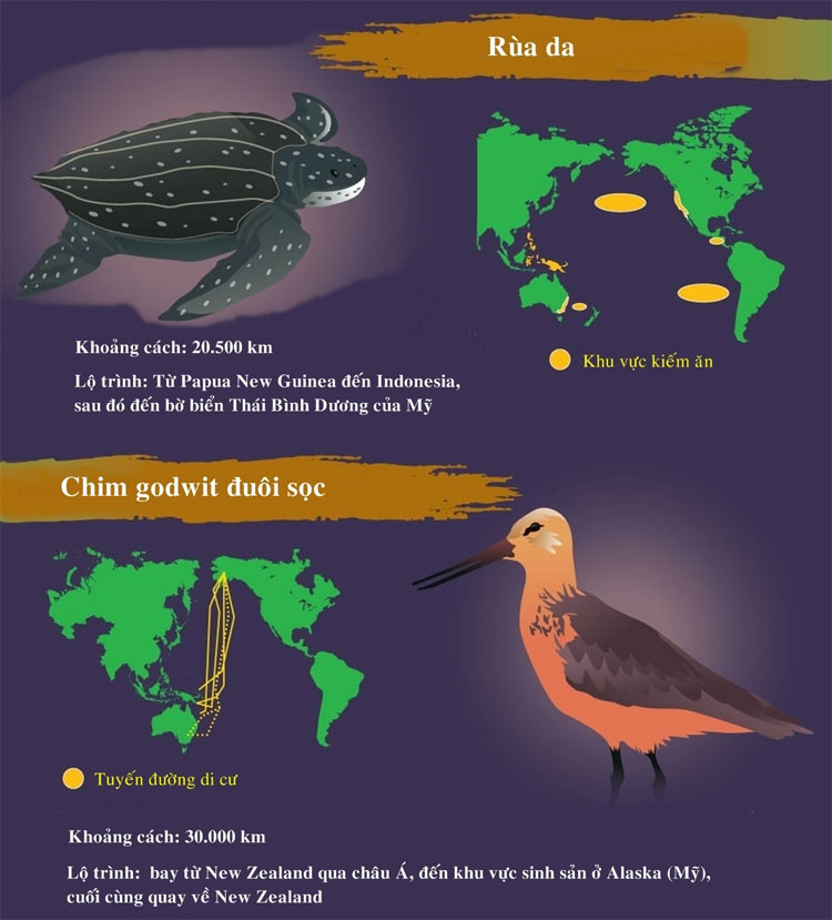 Picture 5 of The longest migratory animals in nature