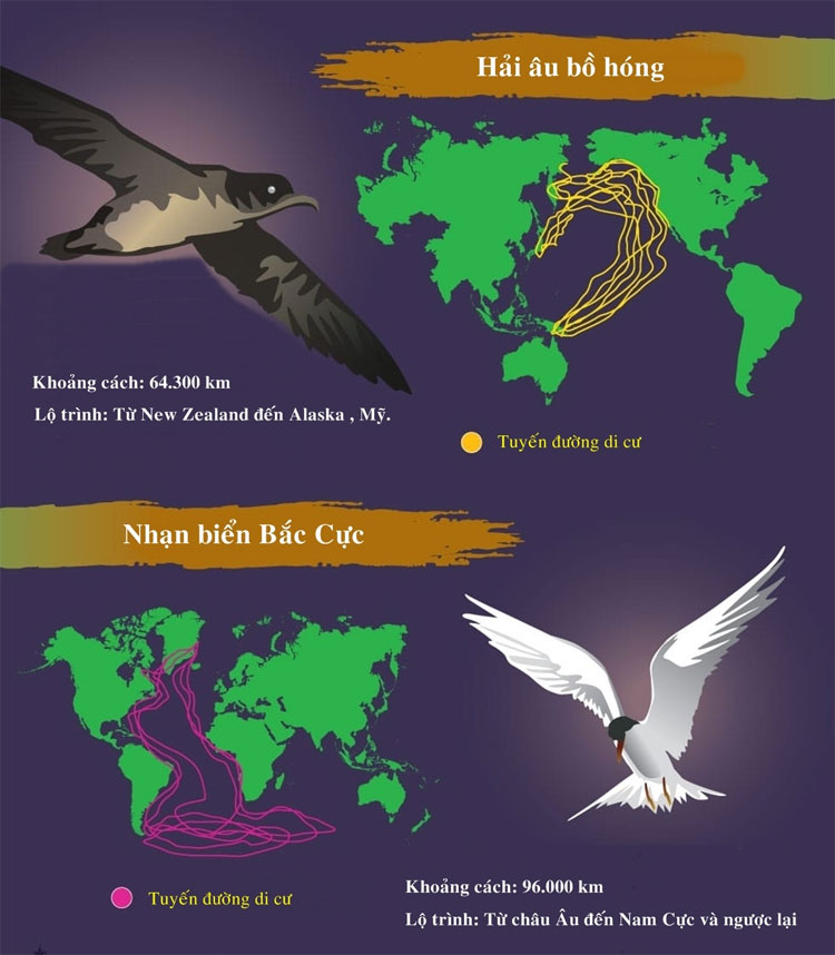 Picture 6 of The longest migratory animals in nature