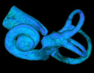 Picture 1 of The low hearing frequency is related to the cochlea shape