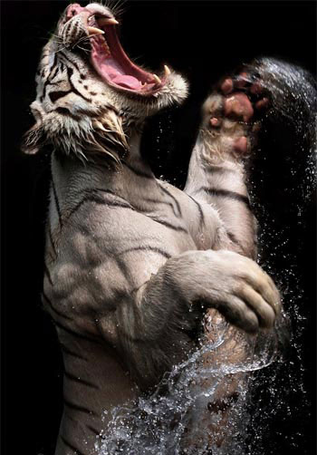Picture 1 of The madness of eating white tiger