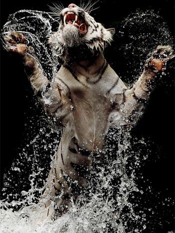 Picture 2 of The madness of eating white tiger