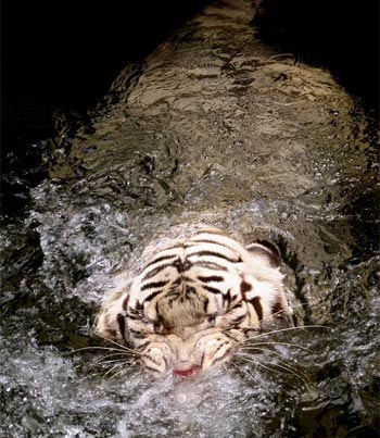Picture 3 of The madness of eating white tiger