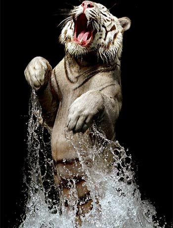 Picture 4 of The madness of eating white tiger