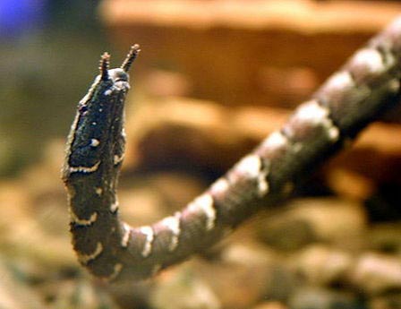 Picture 1 of The magic 'eyes' of water snakes