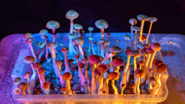 Picture 1 of The 'magic mushroom' compound could replace depression medicine
