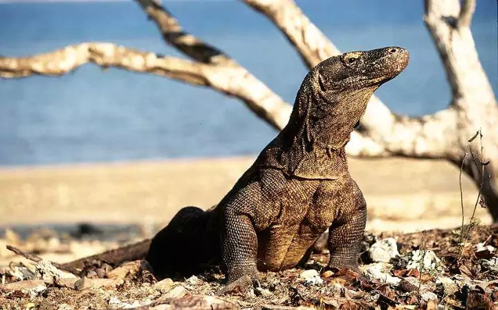 Picture 2 of The magic of Komodo dragon blood