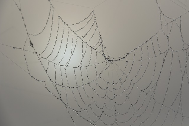 Picture 10 of The magic of spider web in nature